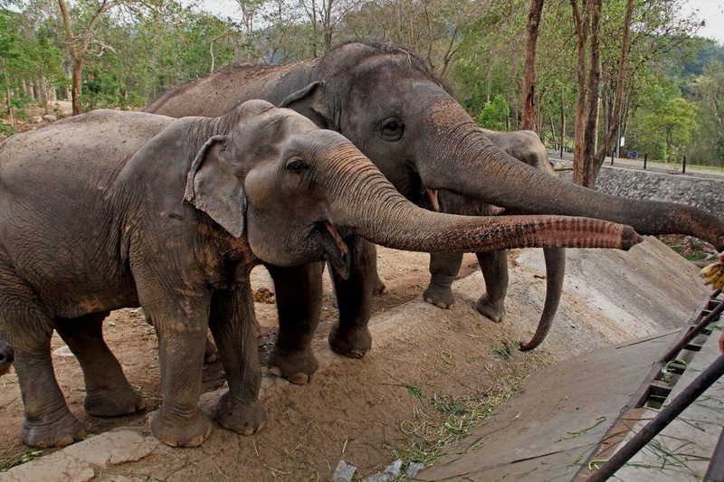 Thailand, Pattaya, Khao Kheow Open Zoo